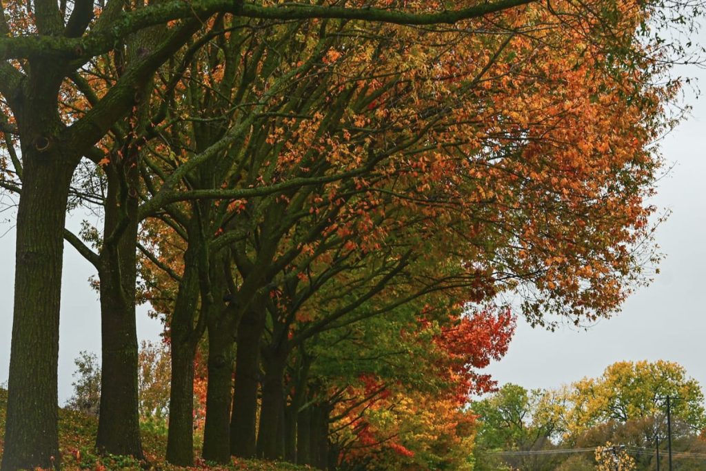 Landscape photo of Garland. Direct Mail Services in Garland